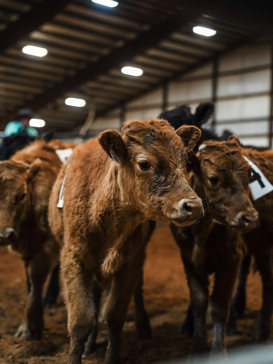 Calves in the barn